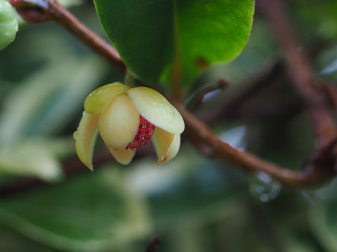 sanekazura20071318