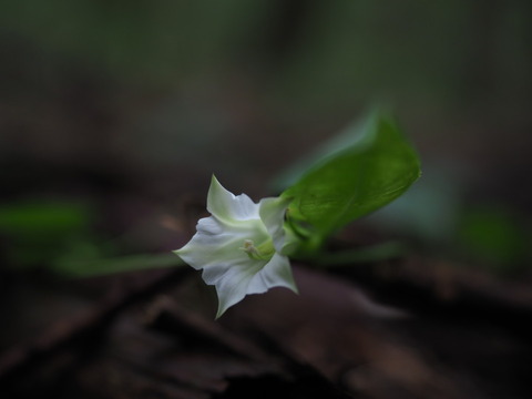 tururindo20091223