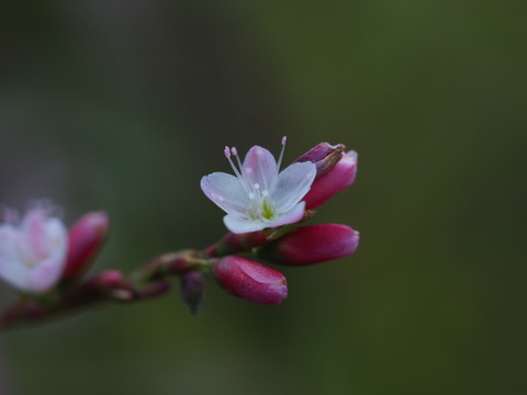 sakuratade201104062