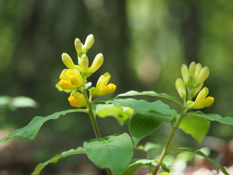 kakinohagusa20053042