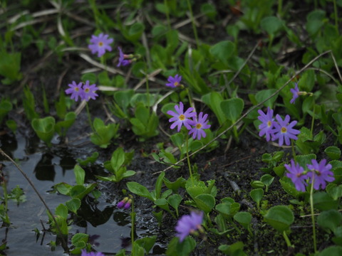 hakusankozakura19071206
