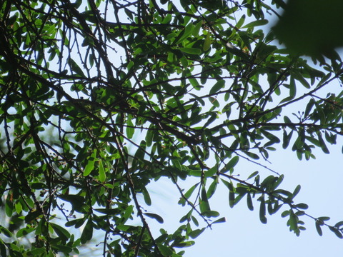 matugumi_c20082503