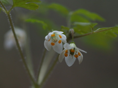 saikokusabanoo190417039
