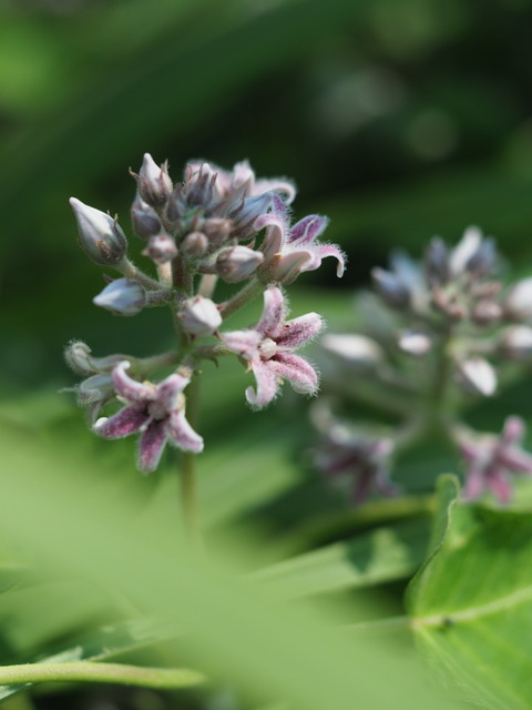 gagaimo20082104