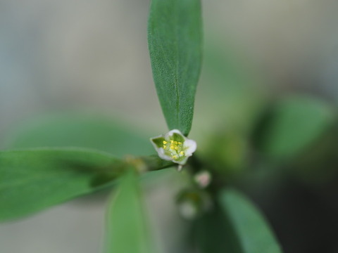 mitiyanagi20071204