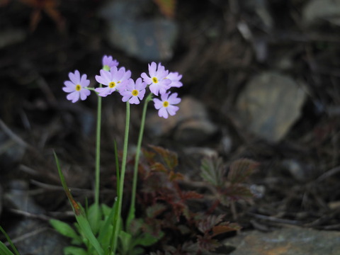 yukiwariso19071006