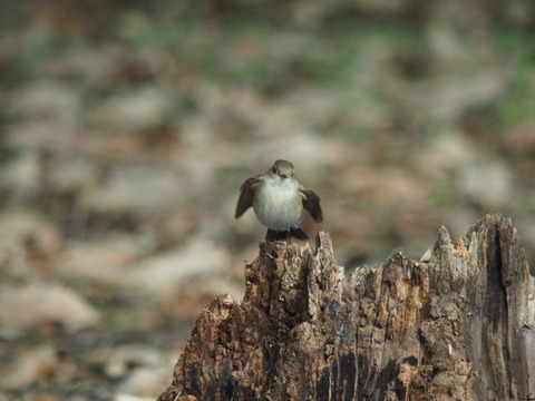 ojirobitaki200114043