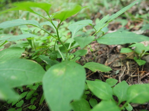 igahozuki20100512