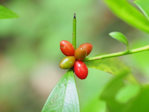 kosyonoki20052108