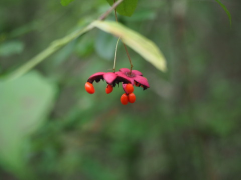 turibana20100503