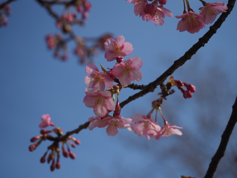 kawazuzakura19022206