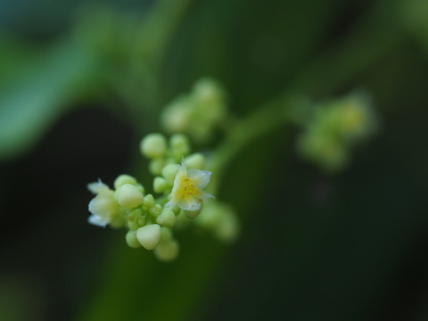 aotudurahuji20073104