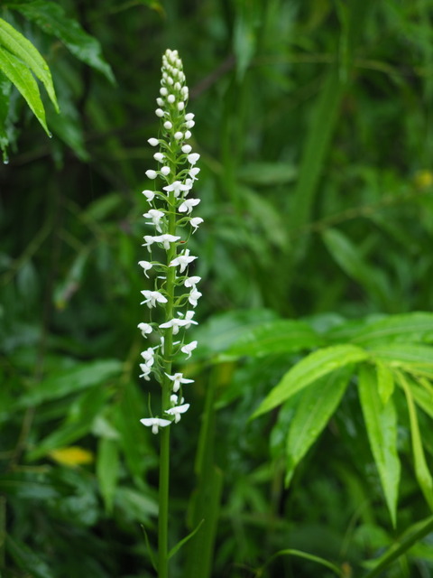midutidori19071106