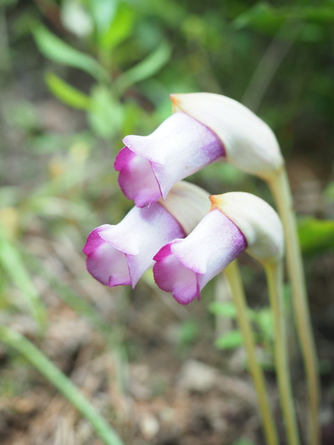 nanbangiseru20090552