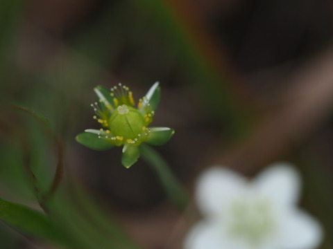 umebatiso20101227