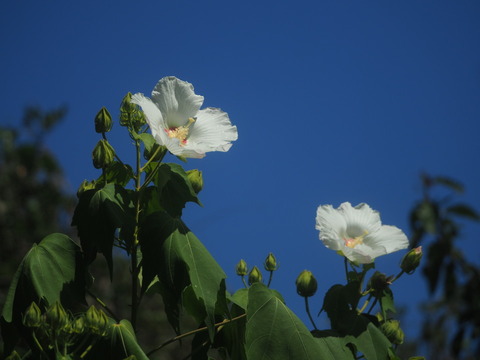 suihuyo20082702