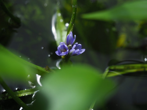 konagi20090516