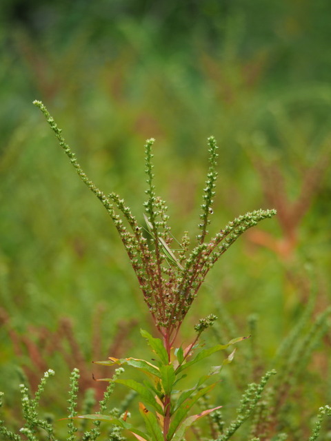 takonoasi20091024
