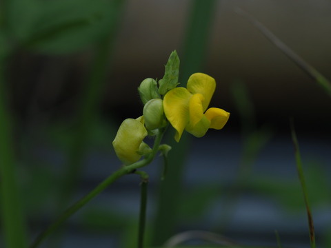 yabuturuazuki20090501
