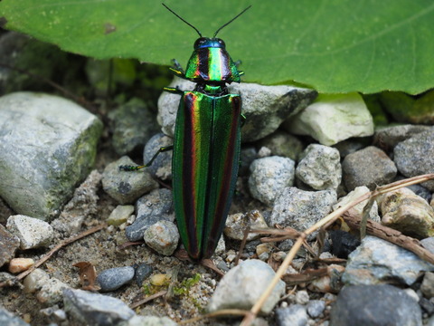 tamamusi20100335