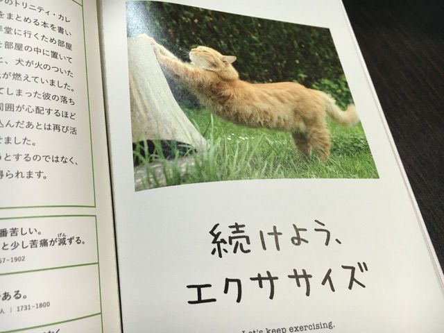 人生はもっとニャンとかなる 踊るカメラマン