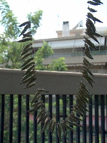 sun-dried okra