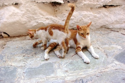 2011.08.19 cats9