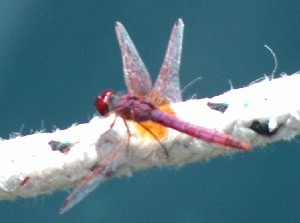 dragonfly