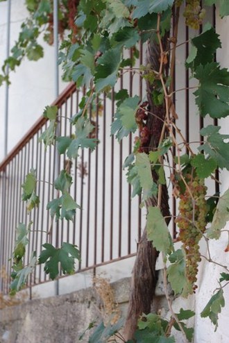 2009.09.04 grapes