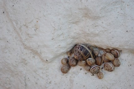 2009.09.04 snails