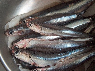 2008.10.18 fresh anchovies