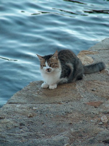 2008.08.30 cat1