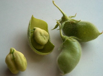 green chickpea detail
