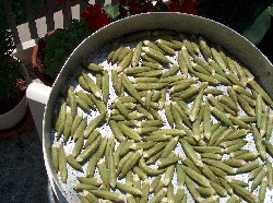 drying okra