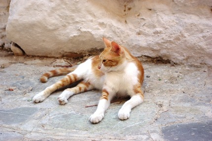 2011.08.19 cats3