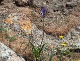 muscari 1