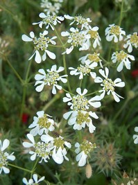 2009.04.19 kafkalithra2