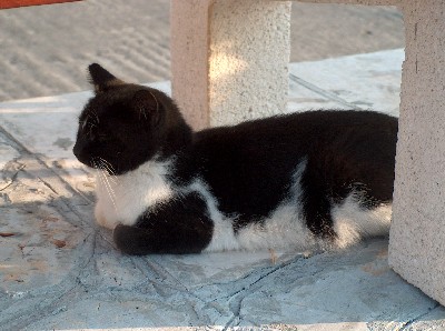 2008.09.02 cat@port