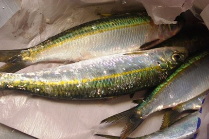 2013.02.05 sardines