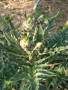 artichoke