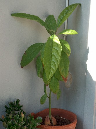 avocado