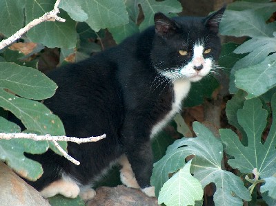 2008.08.30 cat2