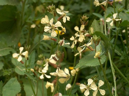 野の花を楽しむ 春の散歩 ギリシャのごはん