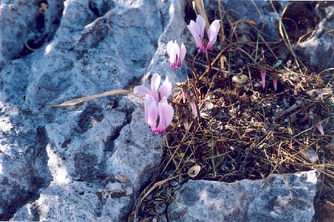 cyclamen