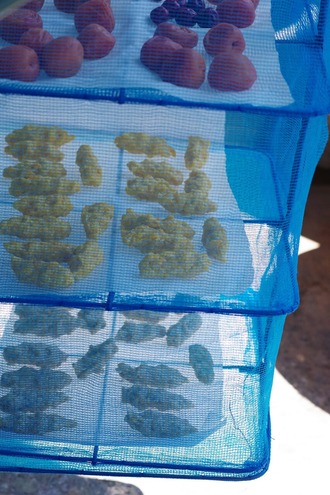 2024.08.14 corn xynochondros 3