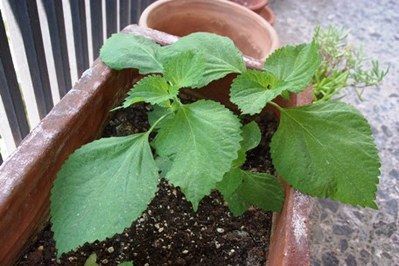 2009.08.25 shiso