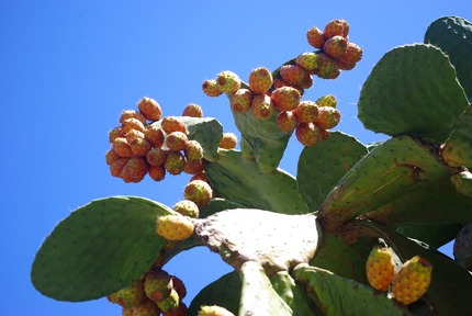 2014.08.25 prickly pear