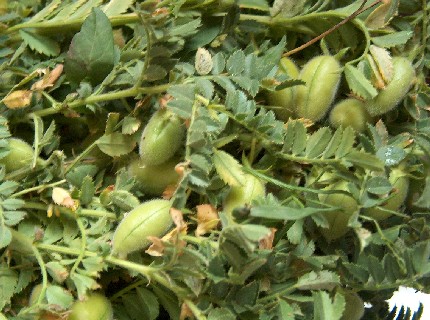 green chickpea