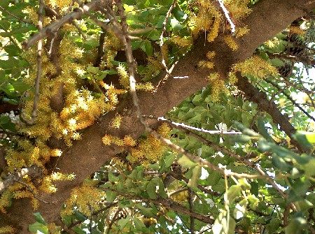 carob blossoms