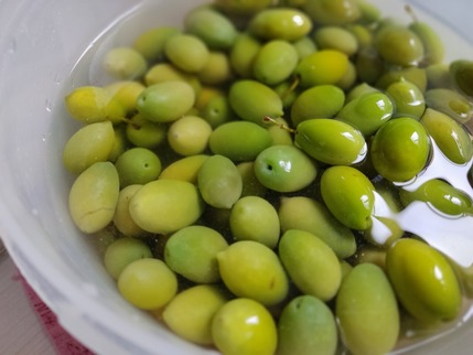 2023.10.19 olives